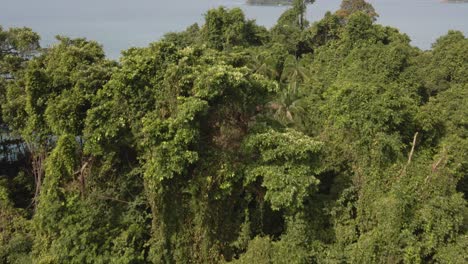 Drone-De-Ojo-De-Pájaro-Aéreo-Dolly-Inclinación-Hacia-Arriba-Tiro-De-árboles-De-Selva-Tropical-Densa-Selva-Tropical-Y-Vegetación-Con-Océano-E-Islas-En-El-Fondo