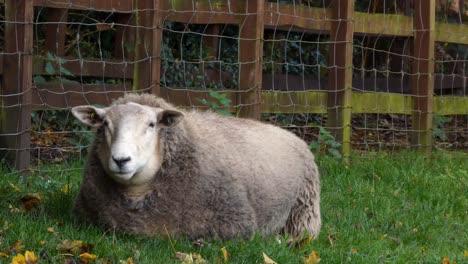 Sheep-sitting-on-grass-in-fenced-farm-paddock-domesticated-wildlife