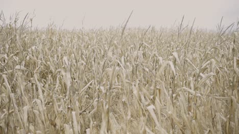 Dried-Agricultural-Cornfield-Landscape-Before-Harvesting-Because-Of-Drought