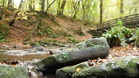 Holzbrücke-überquert-Natürlichen-Fließenden-Felsbach-Im-Herbstwald-Waldwildnis-Dolly-Rechts