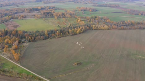 Following-white-birds-migrate-above-beautiful-autumn-forest-and-field