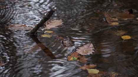 Rain-falls-on-to-a-dark-woodland-pool-with-autumn-leaves-floating-on-it,-Worcestershire,-UK
