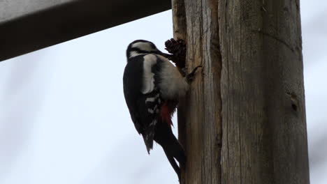 Great-spotted,-Hackspett,-woodpecker-hammering-on-a-wooden-post