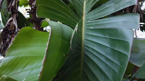 Broad-Leaf-of-South-American-Travellers-Palm-Curling-from-Summer-Heat,-Tilt-Up