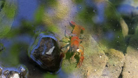 Fresh-Single-Crawfish-explores-the-clear-bright-shallow-water