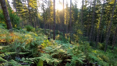 wide-shot,-male-hunter-hikes-through-forest-brush-at-sunrise