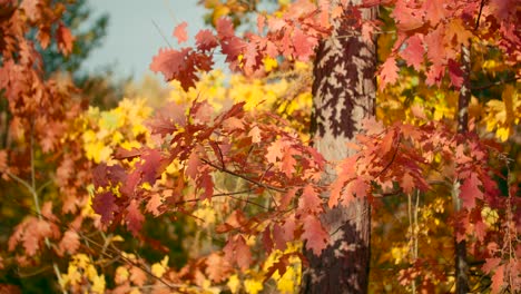 Herbsthintergrund-Aus-Bunten-Ahornblättern,-Die-Im-Wind-Flattern