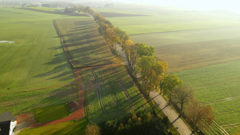 Bäume-Im-Herbst-Säumen-Die-Straße-Durch-Die-Grünen-Felder-Von-Napromek,-Polen,-Während-Des-Sonnenscheinmorgens