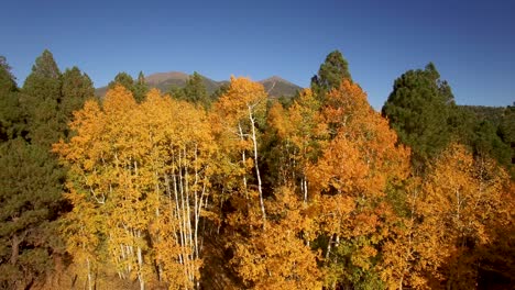 Aerial,-drone-slow-rise-over-a-small-grove-of-yellow-and-orange-fall-foliage,-Flagstaff,-Arizona