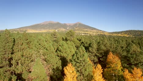 Aerial-drone-passes-over-the-gold-and-yellow-fall-foliage-covering-the-quaking-aspens-to-a-tick-pine-forest,-Flagstaff,-Arizona