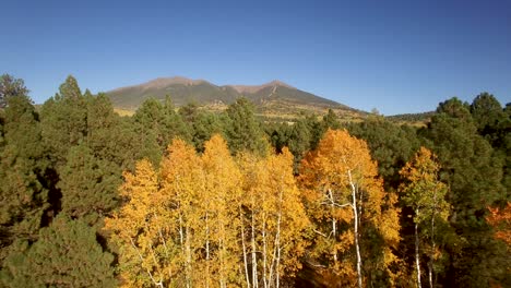 Aerial-pan-across-aspen-gold,-yellow,-and-orange-aspen-leaves-quaking-in-the-breeze,-Flagstaff,-Arizona
