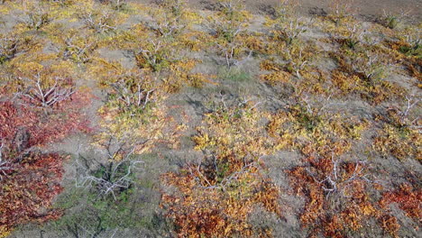 Revealing-backward-aerial-overview-of-Roses-and-trees-cultivation-on-a-large-field-between-road-and-railway