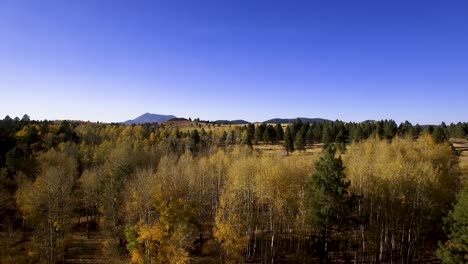 Aerial,-drone-ascent-from-a-stand-of-aspen-trees-with-yellow-fall-leaves-to-reveal-mountains-and-open-pasture-in-the-distance