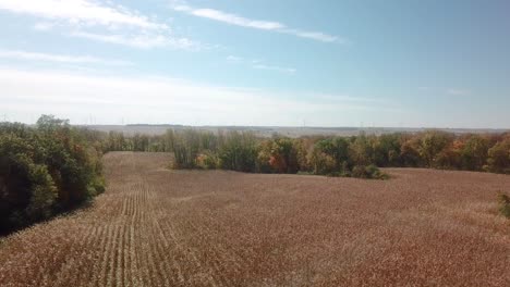 Drone-flyover-of-a-large-ready-to-be-harvested-corn-field-surrounded-by-timber-in-Midwest,-USA