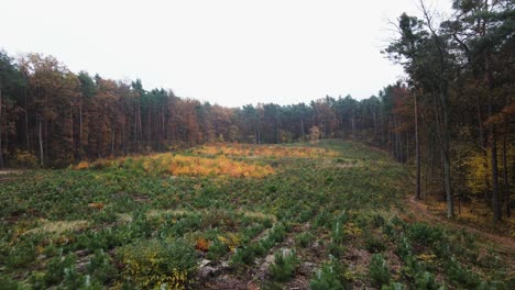 Hunderte-Von-Gepflanzten-Bäumen-In-Einer-Großen-Grünen-Waldöffnung,-Luftbild