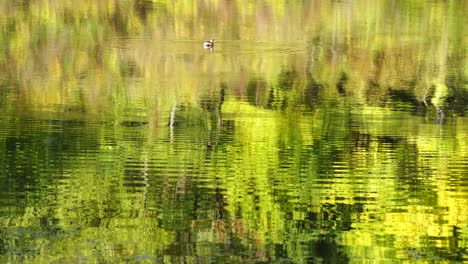 Wild-duck-appears-from-the-bottom-of-calm-lake-water-that-reflects-green-yellow-trees