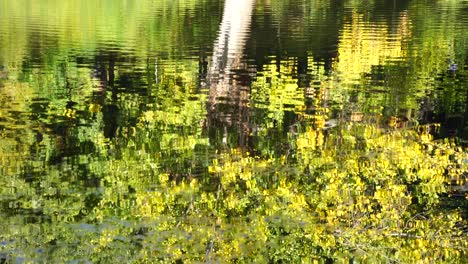 Wasser-Eines-Friedlichen-Sees,-Der-Bäume-Des-Parks-Und-Menschen-Beim-Wandern-Am-Sonnigen-Herbsttag-Widerspiegelt