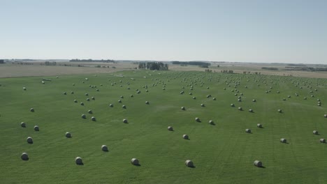 aerial-rise-fly-over-circular-hay-bale-rolls-spread-out-almost-symmetrical-from-each-other-on-a-lush-green-rolling-farm-field-adjacent-to-golden-meadows-of-barley-grain-farms-in-the-summer-3-3