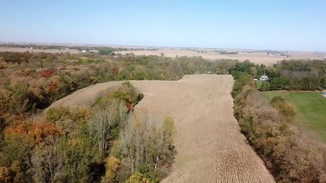 Aerial-drone-view-of-ripe-corn-fields-in-and-timber-in-autumn-in-the-Midwest,-USA