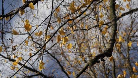 Autumn-bright-yellow-beech-leaves-on-sunny-day
