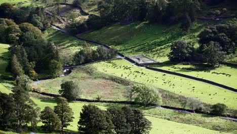 Schafe-Grasen-Friedlich-Auf-Einem-Ummauerten-Feld-In-Einem-Tal-In-Grisedale