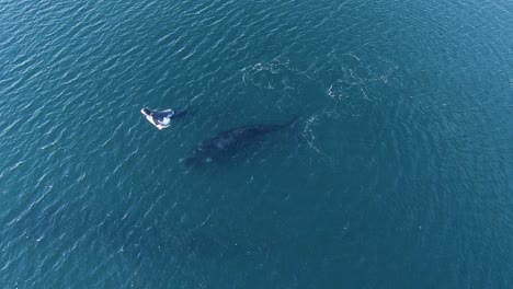 Aerial-view-of-a-Whale-calf-rising-to-the-surface,-jumping-and-splashing-in-transparent,-blue-waters-of-Golfo-Nuevo,-in-Peninsula-Valdes-Patagonia---Static,-slow-motion,-drone-shot