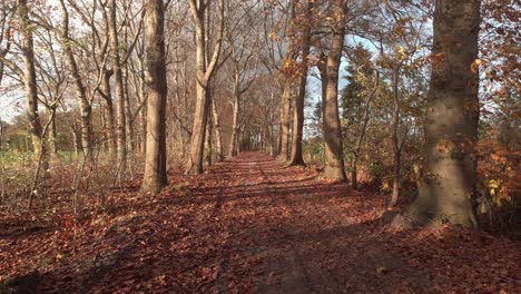 Low-aerial-backward-movement-showing-a-country-dirt-road-filled-with-fallen-autumn-colored-leafs-passing-a-lane-with-trees-on-which-the-leaves-blow-in-the-wind-lit-by-a-Dutch-afternoon-low-winter-sun