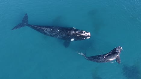 Drone-shot-above-two-Baleen-Whales-,-in-shallow,-turquoise-ocean,-in-Península-Valdes,-Argentina---top-down,-aerial-view---slow-motion