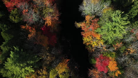 Birdseye-Aerial-View-of-Vivid-Forest-Colors-on-Sunny-Autumn-Day-in-American-Countryside
