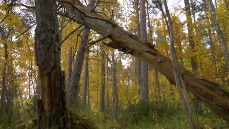 Umgestürzter-Gebrochener-Baum-Inmitten-Borealer-Wälder-Im-Herbst---Kippen-Sie-Die-Aufnahme-Auf