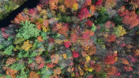 Luftaufnahme-Von-Oben-Nach-Unten-Von-Magischen-Waldfarben-In-Der-Herbstsaison