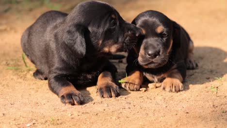 Dachshund-puppies-in-the-evening-light-hitting-their-faces-as-they-barely-taking-a-look-at-the-surrounding,-two-weeks-old,-and-just-open-their-eyes,-brother-and-young-sister-pup-in-the-sand-ground