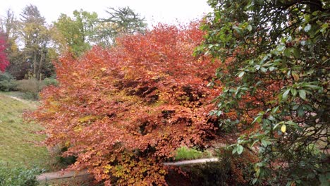 Neigungsschuss-Des-Orangefarbenen-Herbstbaums-über-Dem-Fluss