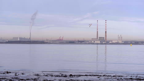 Seevogel-Fliegt-über-Dem-Wasser-Mit-Industriehafen-Im-Hintergrund-In-Südirland---Statische-Aufnahme