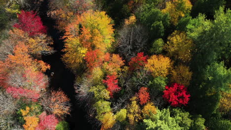 Birdseye-Aerial-View-of-Small-River-and-Colorful-Lush-Forest-With-Autumn-Foliage-in-American-Countryside