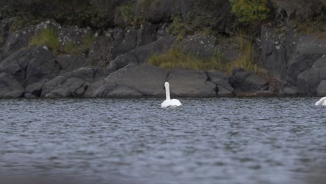 Lonely-Swan-being-carried-by-the-current-on-turbulent-water-near-rocky-riverbank---Wide-shot