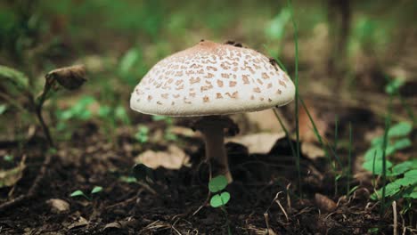 Pan-around-a-mushroom-close-to-the-forest-floor
