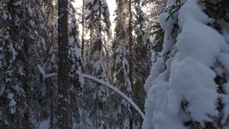 Kiefern--Und-Tannenwald-Tief-Mit-Starkem-Schnee-Bedeckt,-Beleuchtet-Von-Goldener-Wintersonne---Vorwärts-Fliegende-Antenne
