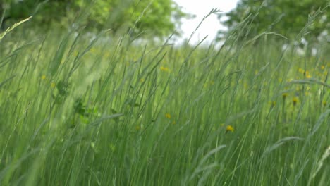 Green-Summer-Meadow-in-Slow-Motion