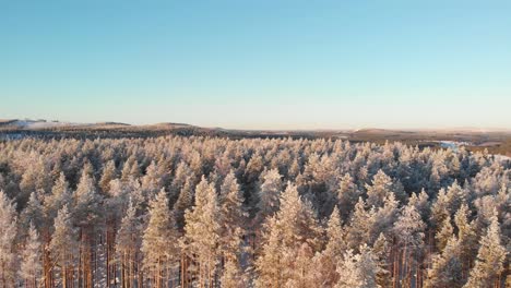 Beautiful-aerial-view-of-the-beautiful-Scandinavian-forest-from-above-at-sunset--Slow-pan,-drone-shot