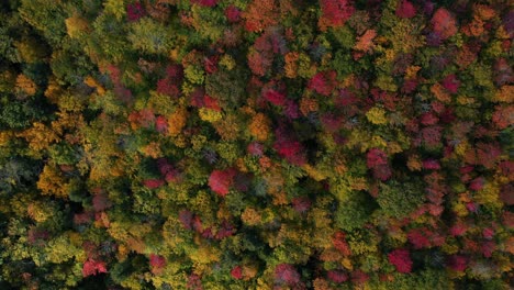 Birdseye-Aerial-View-of-Flashy-Autumn-Colors-of-Forest