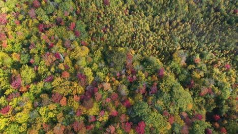 Aerial-View-of-Fairytale-Landscape,-Forest-Foliage-in-Flashy-Colors-on-Fall-Day