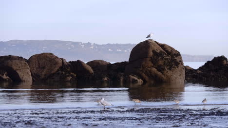 Sea-Gulls-On-The-Lough,-One-Perching-On-A-Rock,-In-A-Town-In-Southern-Ireland---wide-shot