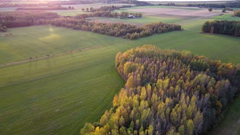 Saisonale-Waldfarben-Im-Frühen-Herbst-Luftbild