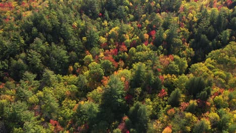 Lebendige-Waldfarben-An-Einem-Sonnigen-Herbsttag
