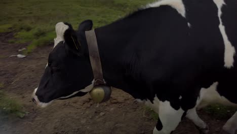 Vaca-Blanca-Y-Negra-Camina-Con-Etiquetas-Amarillas-En-Un-Pasto-Local
