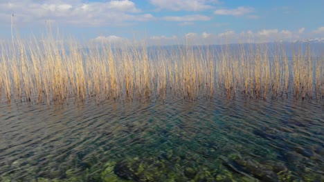 Beautiful-lake-shore-with-crystal-emerald-water-and-golden-dry-reeds
