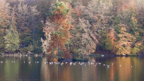 Wasservögel-Sitzen-Auf-Einem-Reflektierenden-See,-Während-Herbstfarben-In-Das-Wasser-Zu-Bluten-Scheinen