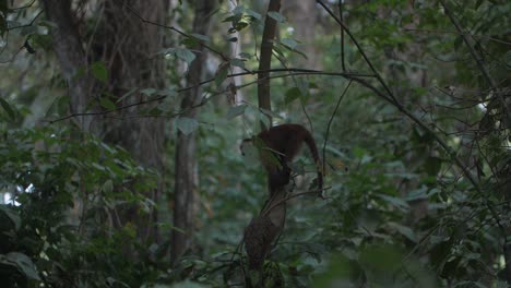 Lindo-Mono-Capuchino-En-Medio-De-La-Selva-De-Colombia