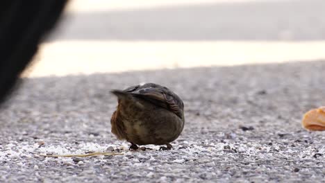Sparrows-eating-crumbs-from-a-bread-piece-in-a-hidden-place-of-city-park